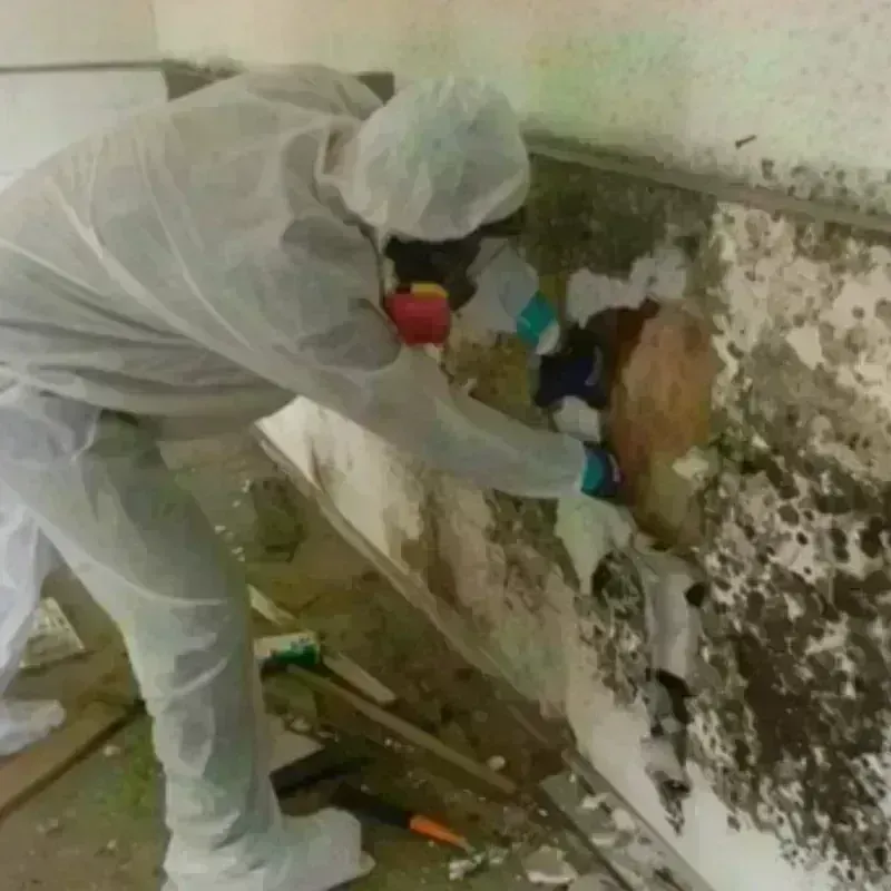 Mold Remediation and Removal in Milford, MA